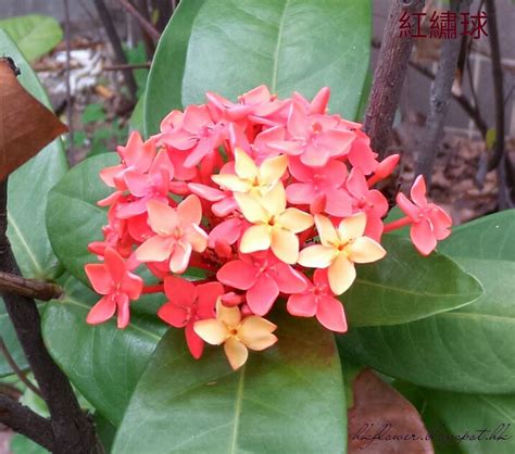 紅色小花植物|開紅色小花的草本植物